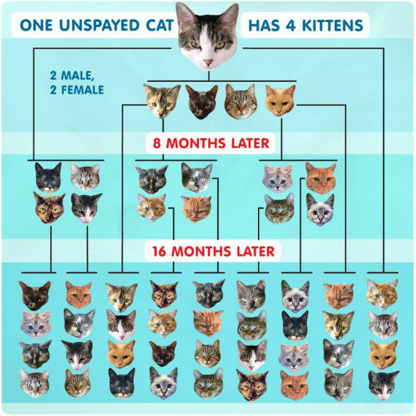 One unspayed cat